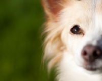 Picture of Longhair Chihuahua close up