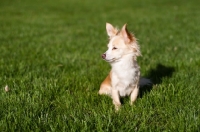 Picture of Longhair Chihuahua sitting on grass