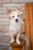 Picture of Longhair Chihuahua
