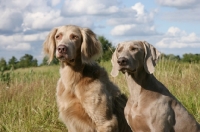 Picture of longhaired and shorthaired Weimaraner