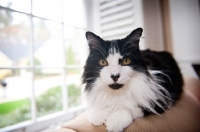 Picture of longhaired bi-coloured cat at home