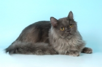 Picture of longhaired blue non pedigree cat lying down