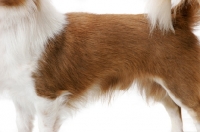 Picture of Longhaired Chihuahua coat detail