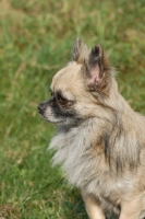 Picture of longhaired Chihuahua profile