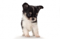 Picture of longhaired Chihuahua puppy, front view
