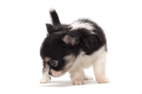 Picture of longhaired Chihuahua puppy, looking away