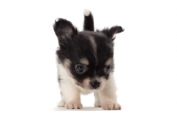 Picture of longhaired Chihuahua puppy, looking down