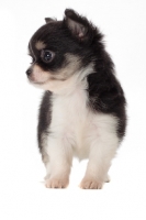 Picture of longhaired Chihuahua puppy, looking aside