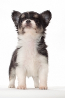 Picture of longhaired Chihuahua puppy, looking up
