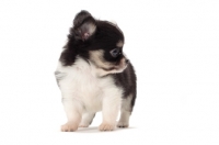 Picture of longhaired Chihuahua puppy on white background