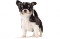 Picture of longhaired Chihuahua puppy on white background