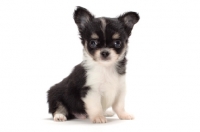 Picture of longhaired Chihuahua puppy on white background