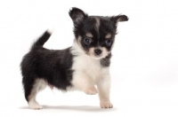 Picture of longhaired Chihuahua puppy, one leg up
