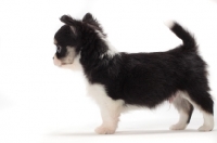 Picture of longhaired Chihuahua puppy, side view