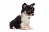 Picture of longhaired Chihuahua puppy, sitting down