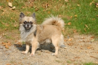 Picture of longhaired Chihuahua side view