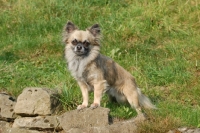 Picture of longhaired Chihuahua standing on rocks