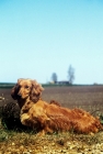 Picture of longhaired dachshund from africandawns kennel in countryside