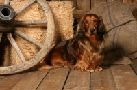 Picture of longhaired Dachshund in barn
