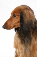 Picture of Longhaired Dachshund portrait on white background
