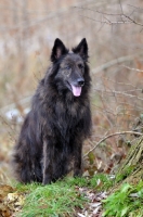 Picture of Longhaired Dutch Shepherd Dog 