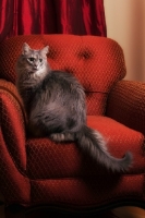 Picture of longhaired Household cat, sitting on chair