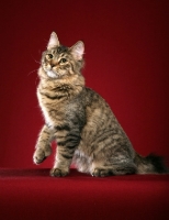 Picture of longhaired Kurilian Bobtail cat, one paw up