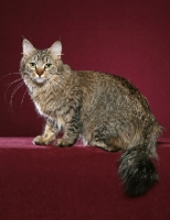 Picture of longhaired Kurilian Bobtail cat on magenta background