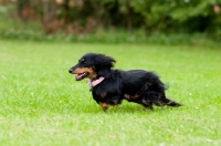 Picture of longhaired miniature Dachshund running on grass