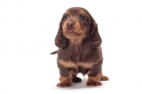 Picture of longhaired miniature Dachshund puppy