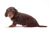 Picture of longhaired miniature Dachshund puppy sitting down on white background