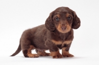 Picture of longhaired miniature Dachshund puppy, looking at camera