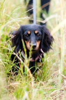 Picture of longhaired miniature Dachshund 
