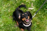 Picture of longhaired miniature Dachshund on lead