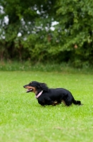 Picture of longhaired miniature Dachshund running on grass