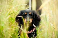 Picture of longhaired miniature Dachshund behind grass