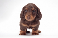 Picture of longhaired miniature Dachshund puppy on white background, front view