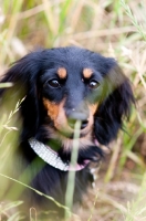 Picture of longhaired miniature Dachshund behind grass