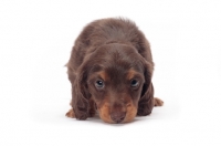 Picture of longhaired miniature Dachshund puppy on white background