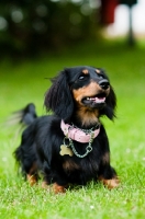 Picture of longhaired miniature Dachshund wearing collar