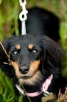 Picture of longhaired miniature Dachshund 