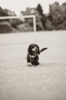 Picture of longhaired miniature Dachshund in field