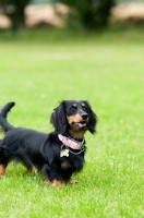 Picture of longhaired miniature Dachshund on grass