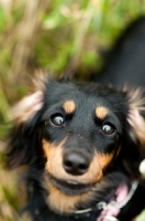 Picture of longhaired miniature Dachshund portrait