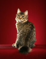Picture of longhaired Pixie Bob cat, back view, on red background