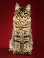 Picture of longhaired Pixie Bob cat, front view