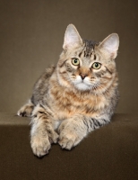 Picture of longhaired Pixie Bob cat in studio