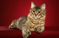 Picture of longhaired Pixie Bob cat lying on red background