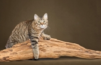 Picture of longhaired Pixie Bob cat on a log