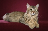 Picture of longhaired Pixie Bob cat on magenta background